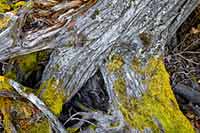 Moss and fungi on cedar tree root, Glacier National Park, Montana, U.S.