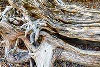 A tangle of cedar tree root, Glacier National Park, Montana, U.S.