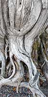 Roots of a cedar tree on the shore of Lake McDonald, Glacier National Park