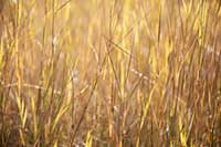 Backlit grass in fall color