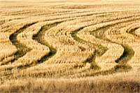 Patterns in a mowed hay field, western Montana, U.S.