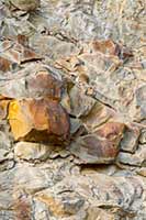 Knob in the rock wall of a road cut near Perma, MT