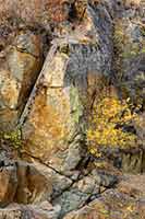 A shrub in fall color blends into the rock of a road cut near Perma, MT.