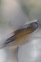 A red-breasted nuthatch blurs in flight.