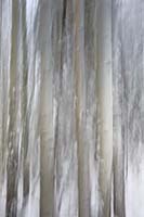 A camera-motion blur of aspen trees in a snow storm.