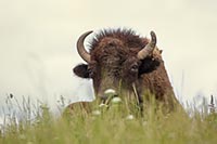 American bison in the National Bison Range, Montana, U.S.