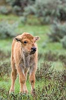 Bison calf in rain, Yellowstone N.P