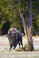 Frosty bison and and rub tree, Yellowstone National Park, Montana, U.S.