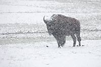 Bison and blizzard, Yellowstone National Park, Montana, U.S.