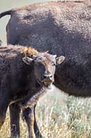 American bison in the National Bison Range, Montana, U.S.