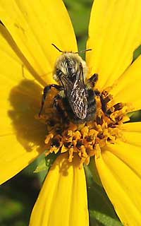 A honey bee on a flower in CUVA, Ohio, U.S.