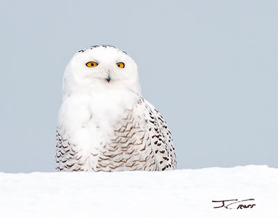 Snowy owl, January, 2012, Polson, MT