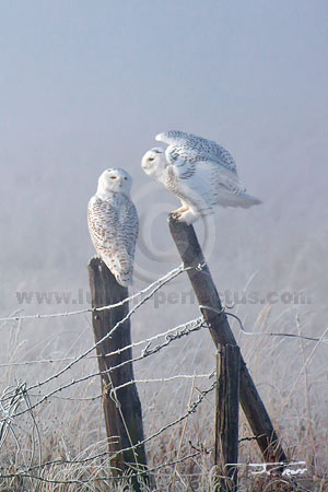 Snowy owls on a fence