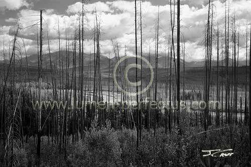 View through the burn, Glacier National Park, Montana, U.S.