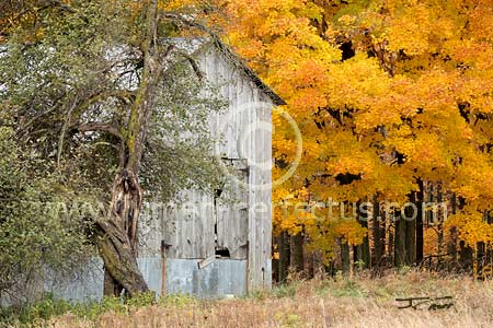 Old barn and golden maple trees, Hinton Twp, Michigan, U.S.
