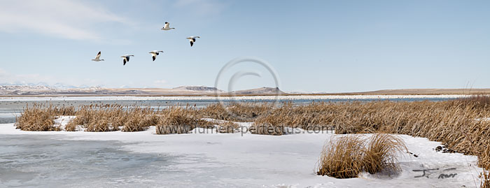 Thousands of snow geese on Freezeout Lake, Choteau, MT, U.S.