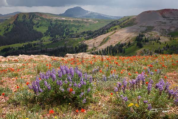 Wildflowers in the Gravelly Mountains