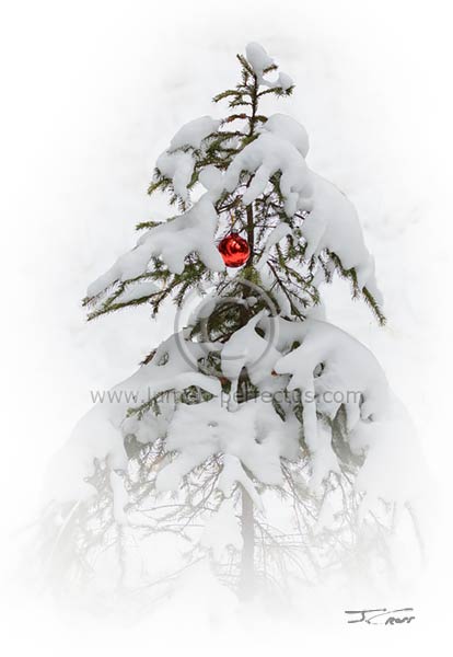2015 Glacier Christmas card, Charlie Brown's Christmas Tree