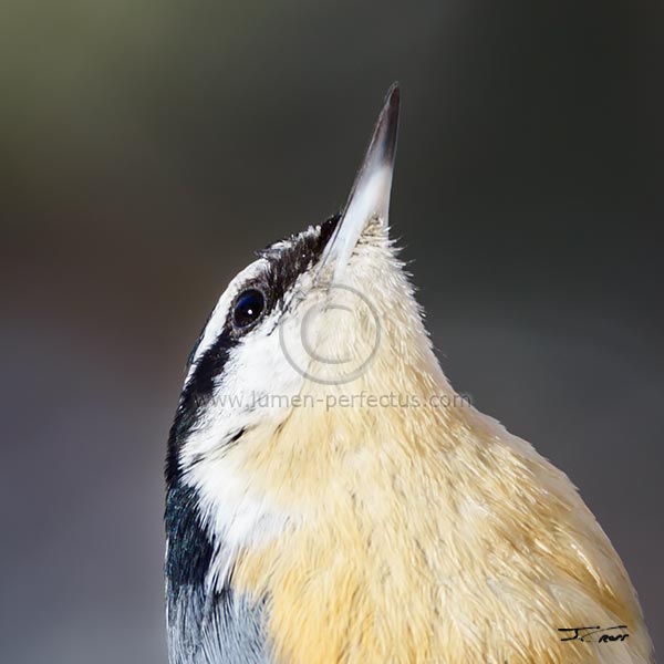 Red-breasted nuthatch portrait, Lake County, Montana, U.S.