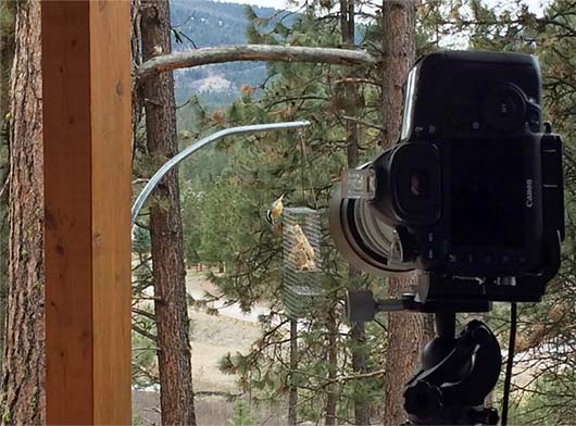 The location and setup for bird portraits