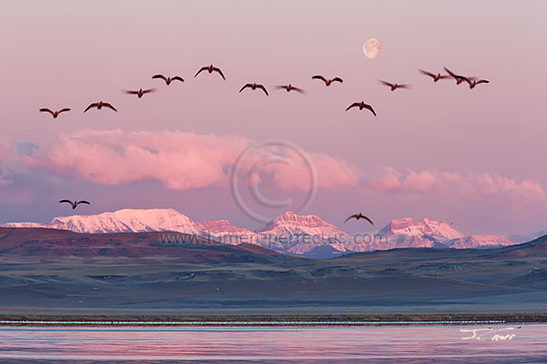 Sunrise at Freezeout Lake, Teton County, Montana, U.S.