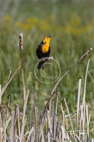 Yellow-headed blackbird in a marsh in the Bison Range, Montana, U.S.