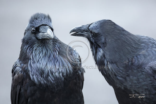 A raven pair made my day.
