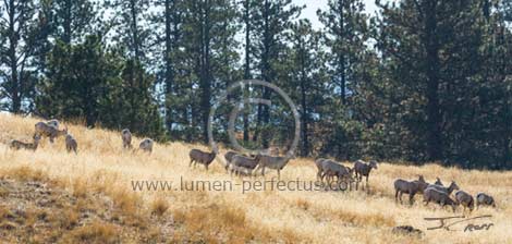 A group of bighorn sheep ewes on Wild Horse Island, Montana, U.S.