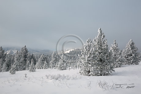 Trees across the Mission Valley as clouds fade the sunlight, Lake County, Montana, U.S.