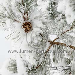 Rime on a Ponderosa pine branch and cone, Lake County, Montana, U.S.