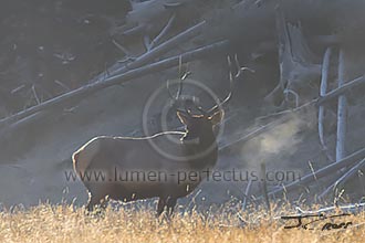 A backlit bull elk in the mist on the Madison River at Sunrise, Yellowstone National Park, Wyoming, U.S.