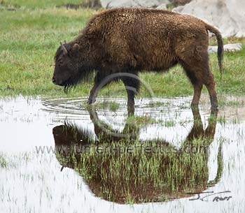 A bison reflects in a pond on a rainy morning, Yellowstone National Park, Wyoming, U.S.