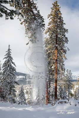 January snow cascades down out of a Ponderosa pine, Montana, U.S.
