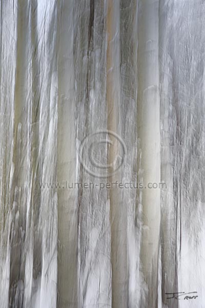A camera-motion blur of aspen trees in a snow storm, Montana, U.S.