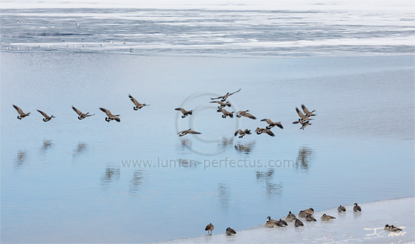 Canada geese about to land on icy Flathead Lake, March, 2019.
