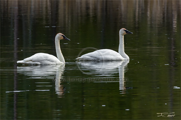 A pair of trumpeter swans in morning light, Montana, U.S.