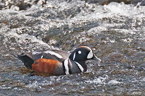 A male Harlequin duck in bright, but cloud-diffused, sunlight.
