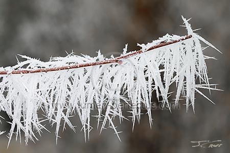 The branch of a serviceberry bush with a days-long growth of rime