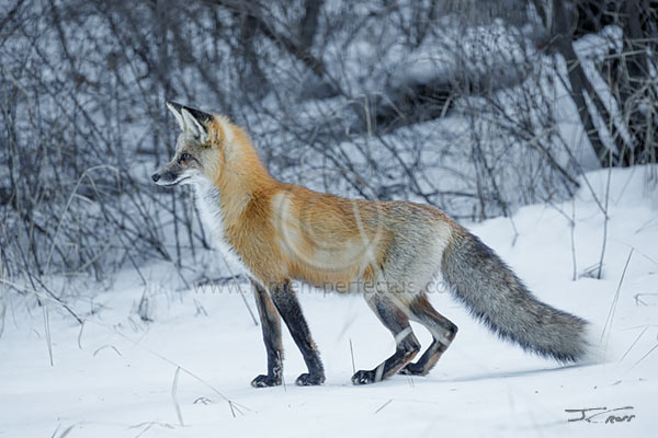 Red fox on a snowy day