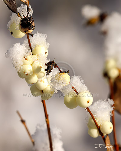 Snowberry in snow on a sunny November morning.