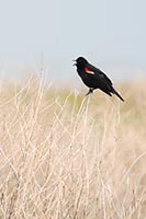 Redwing blackbird, Badlands National Park, South Dakota, U.S.