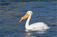 White pelican, Snake River, Grand Teton N.P., Wyoming, U.S.