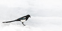 Black-billed magpie in snow