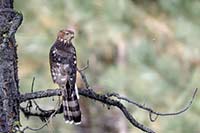 A sharp-shinned hawk focuses on a passing bee