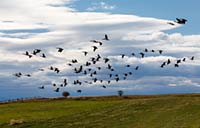 A small flock of Canada geese flies over a field, NW Montana, U.S.