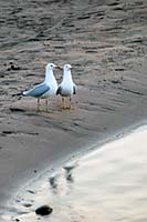 Ring-billed gulls, Flathead Lake, MT, U.S.