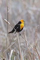 Yellow-headed blackbird, Montana, U.S.