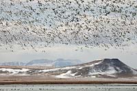 Snow geese and the Rocky Mountain Front, Montana, U.S.