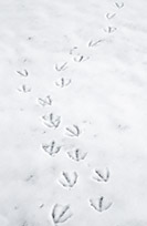 Gull tracks in snow, Flathead Lake, Montana, U.S.