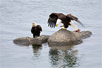 Bald eagles on Flathead Lake, Montana, U.S.
